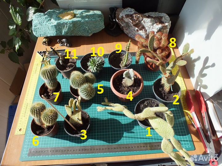 Кактусы Суккуленты Опунции махровые №3