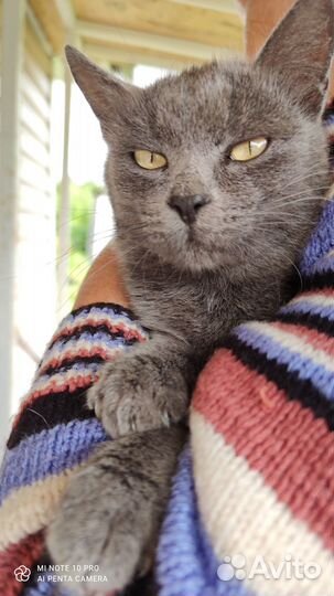 Котейка бобтейл