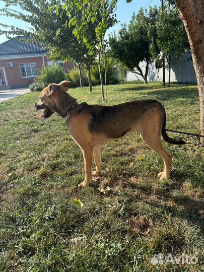 Щенок подросток девочка в добрые руки