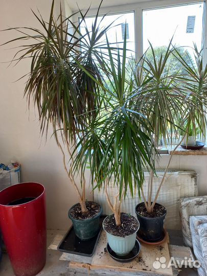 Растение драцена