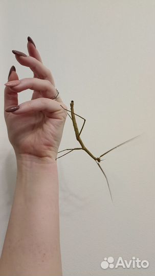 Молодые жуки палочники в добрые руки