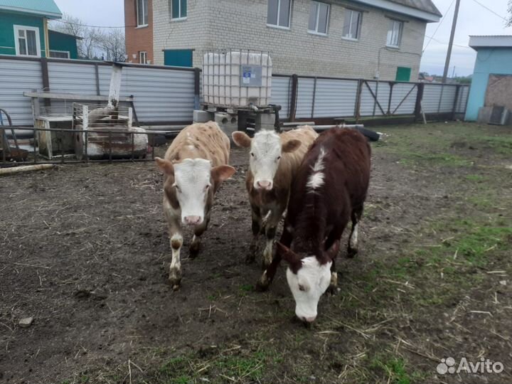 Телочки и бычки