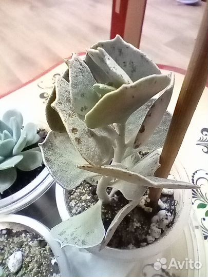 Каланхое (rhombopilosa)