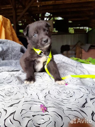 Щенки в добрые руки даром