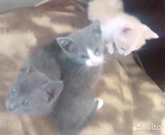 Очаровательные котята