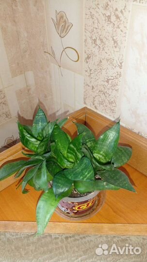 Сансевиерия