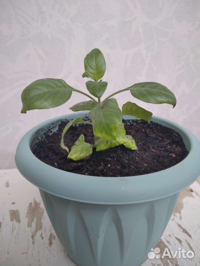 Красандра, якобиния