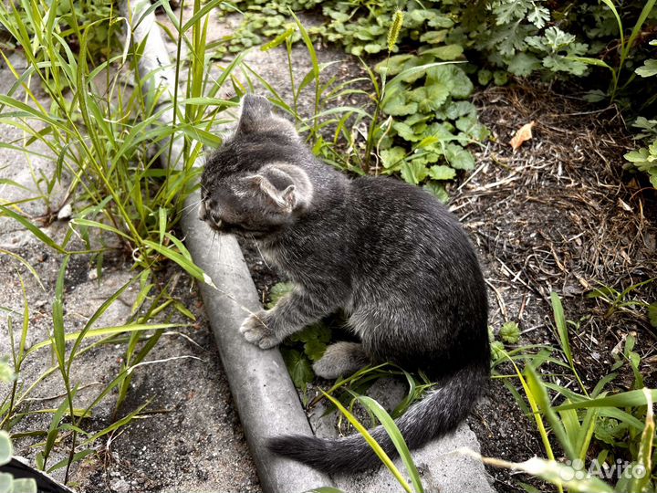 Вислоухие котята в добрые руки