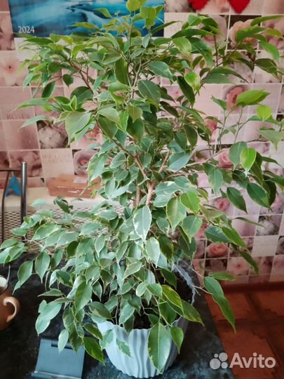 Фикус бенджамина