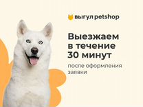 Выгул животных Petshop в Москве