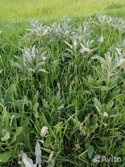 Сено разнотравие