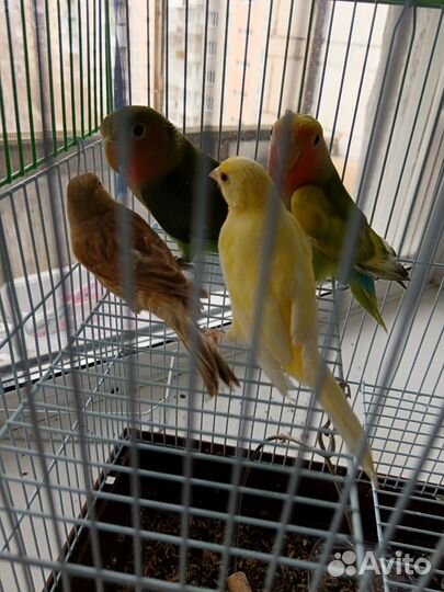 Попугай неразлучники с клеткой