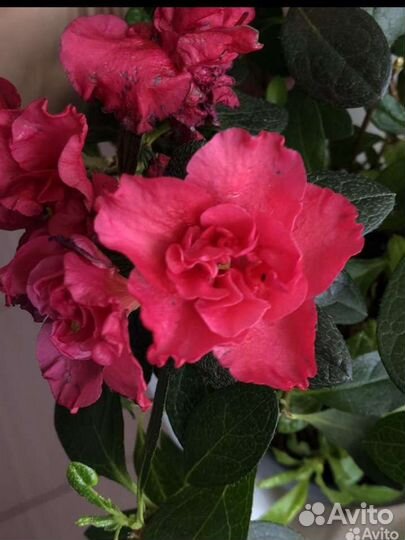 Азалия комнатная