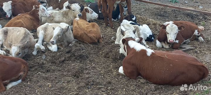 Бычки и телки герефорды