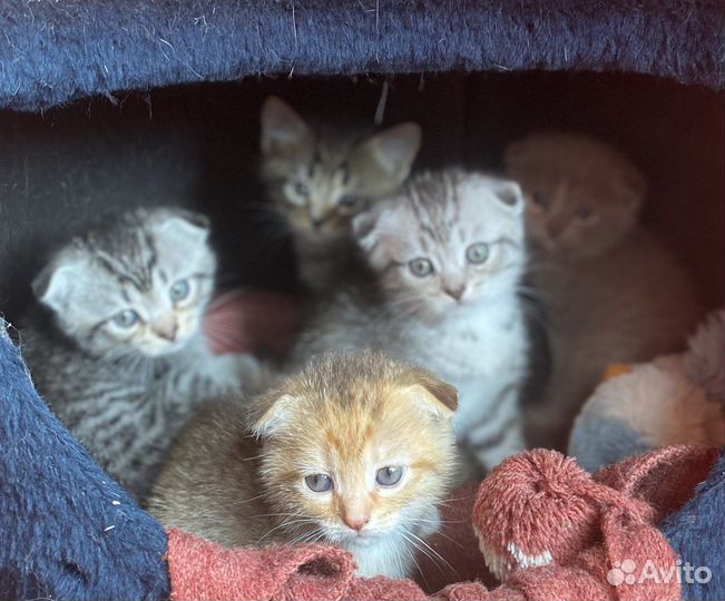 Шотладские котята