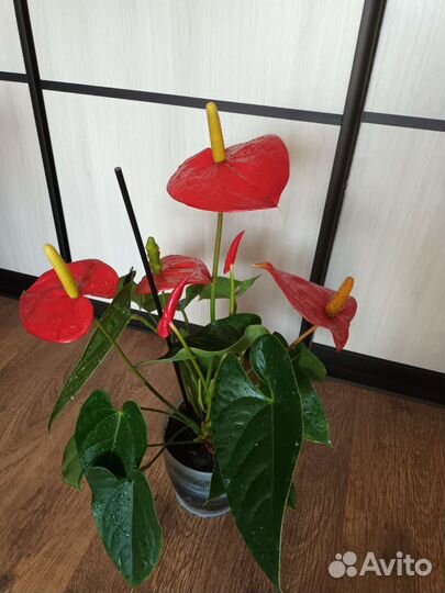 Антуриумы красный и Антуриум Андре Ковалли Перпл