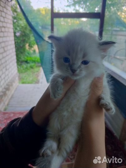 Отдам в добрые руки