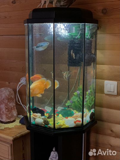Аквариум в идеальном состоянии