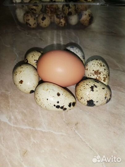 Яйца перепелиные домашние + инкубационное яйцо