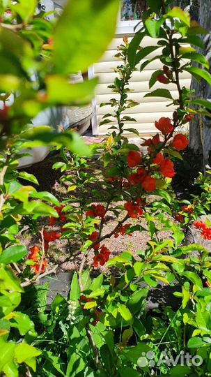 Айва японская