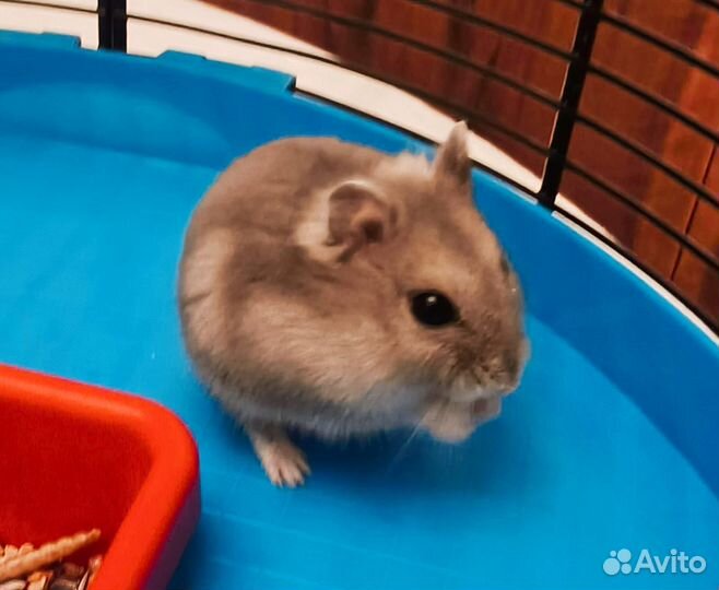 Джунгарский хомяк с клеткой