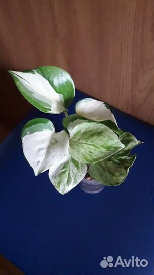 Сциндапсусы, эпипремнум