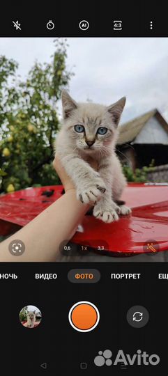 Отдам кошку