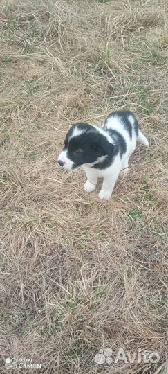 Продаются щенки сао