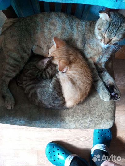 Котятки
