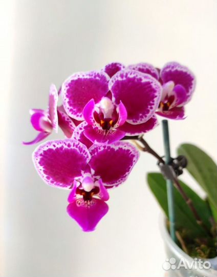 Орхидеи фаленопсис