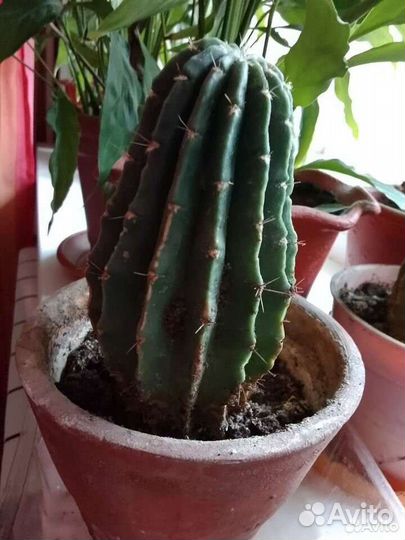 Кактус эхинопсис
