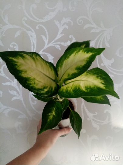 Диффенбахия Камилла