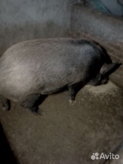 Вьетнамский вислобрюхий хряк