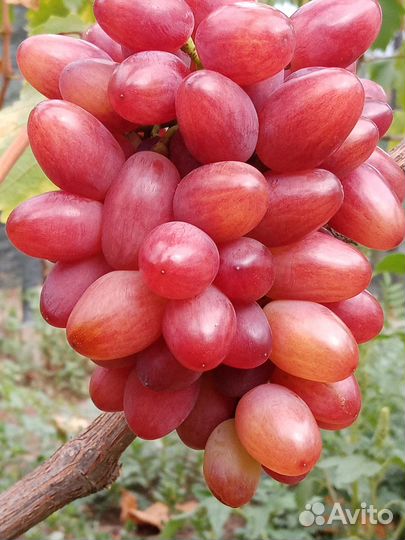 Продажа черенков винограда