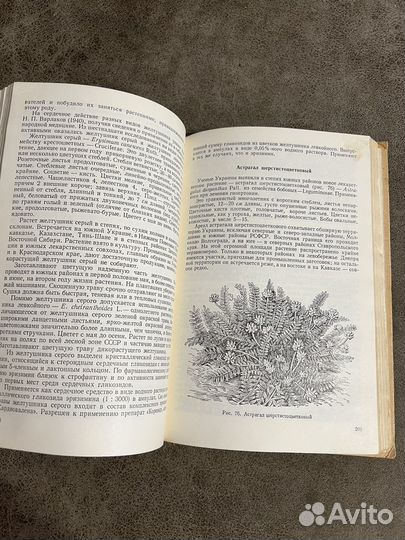 Лекарственные растения, Гаммерман