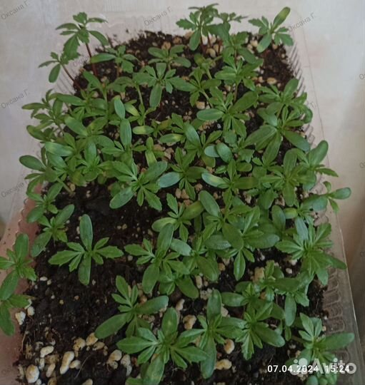 Бархатцы низкорослые(семена)