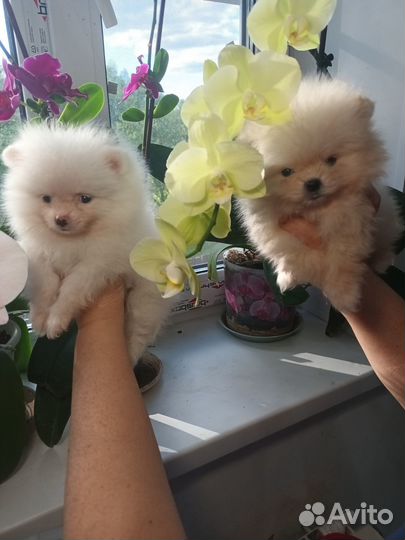 Померанские мишки