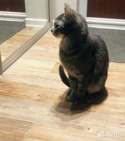 Отдам кота в добрые руки