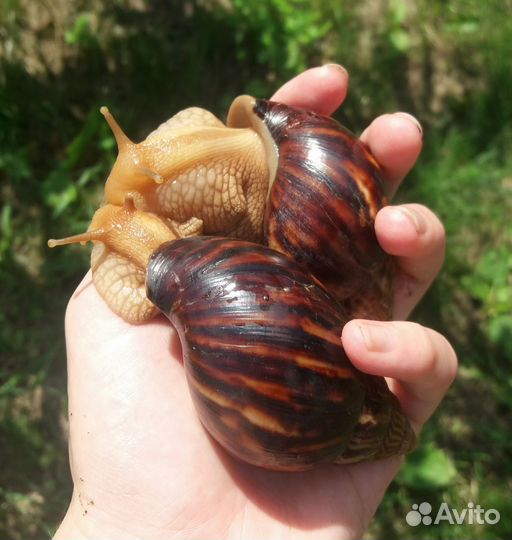 Улитки ахатины