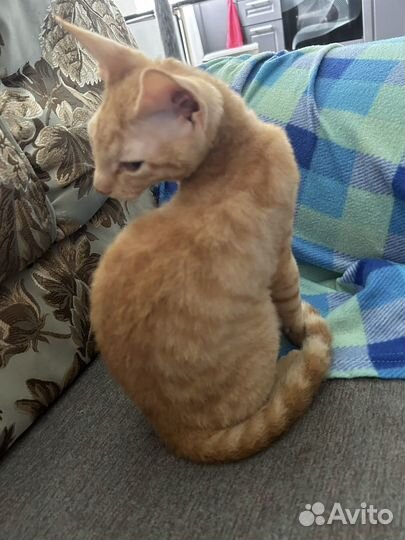 Котята сфинкс браш бесплатно