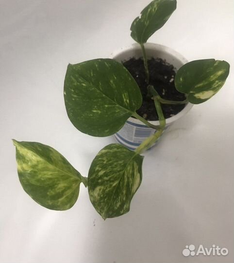 Эпипремнум