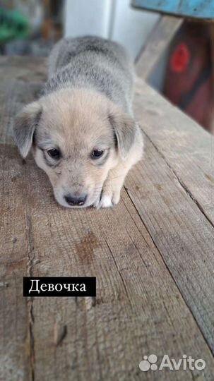 Щенок в добрые руки