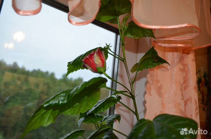 Китайская роза с бесплатной доставкой