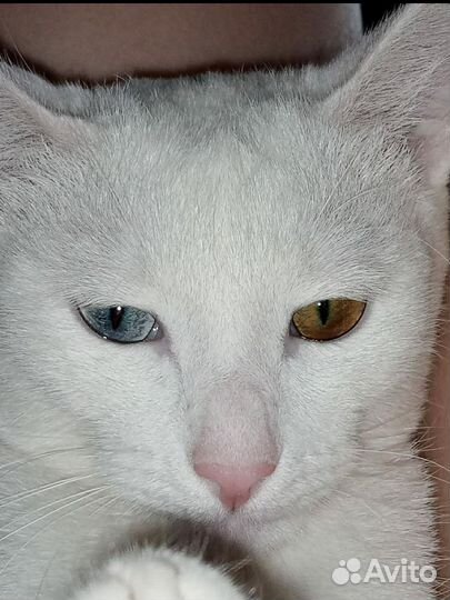 Кошка турецкая ангора
