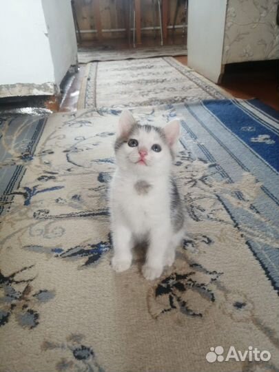 Сибирская кошка