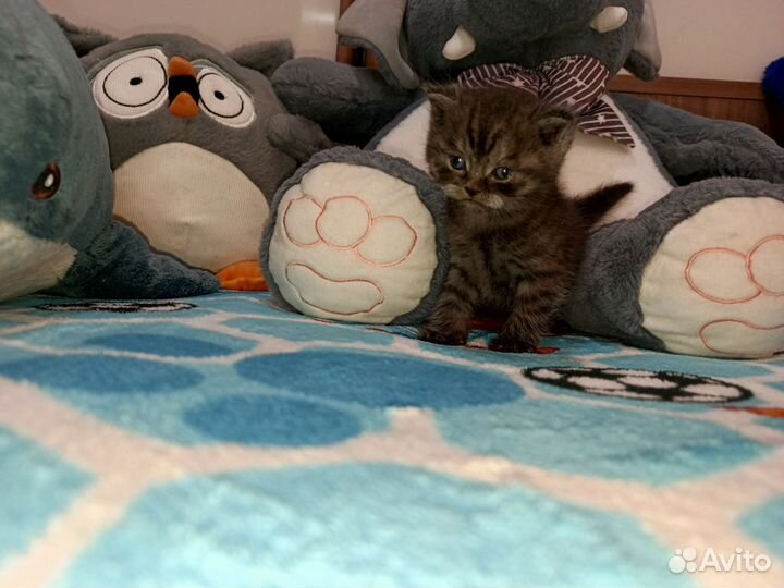 Кошки