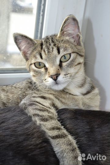 Котенок