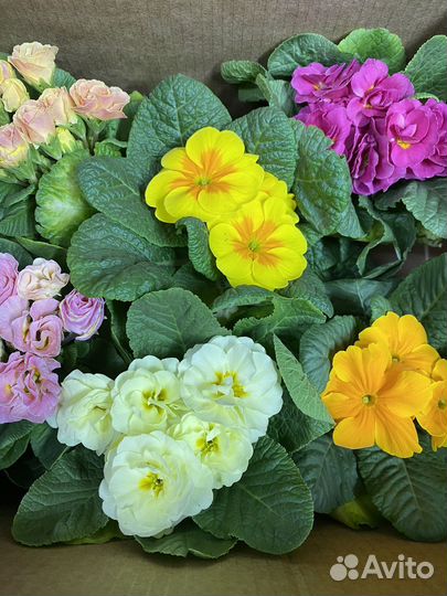 Примула беларина