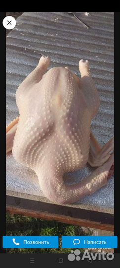 Курица и индюки