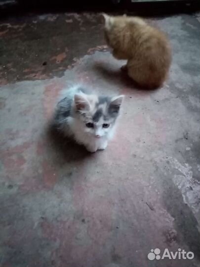 Котята в добрые руки
